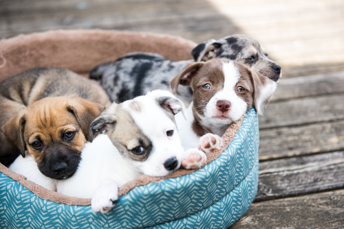 A Furry Affair Pet Adoption