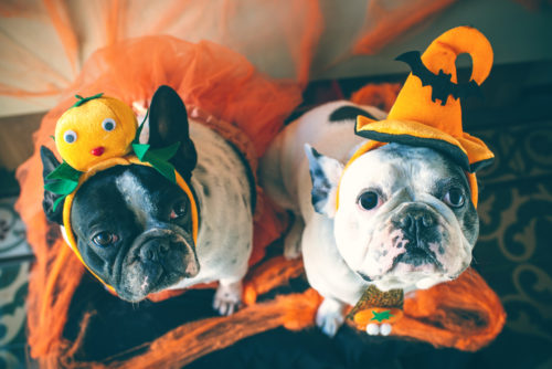 Howl-o-ween Event