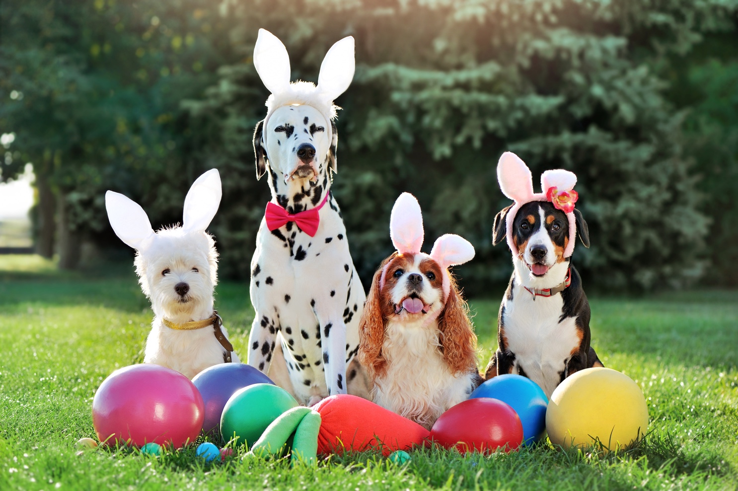 Visit the Easter Bunny at Three Dog Bakery